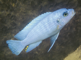 Фото Майландия синяя