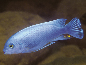 Фото Майландия каллаинос