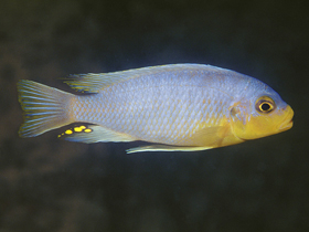 Фото Майландия хризомаллос