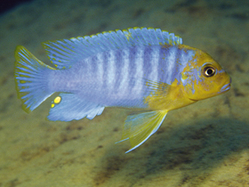 Фото Майландия хайомейланди