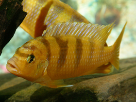 Фото Псевдотрофеус Ломбардо