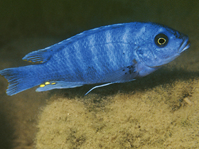 Фото Maylandia xanstomachus