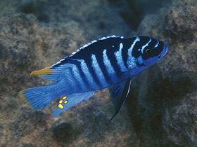 Фото Псевдотрофеус зебра