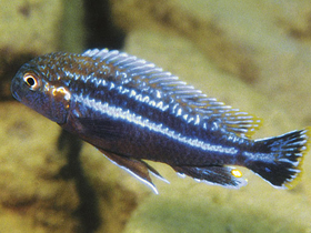 Фото Карликовый ауратус