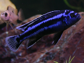 Фото Меланохром Йоханна