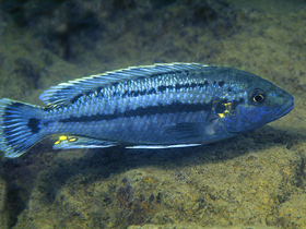 Фото Чешуеядный меланохромис