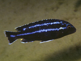 Фото Melanochromis loriae