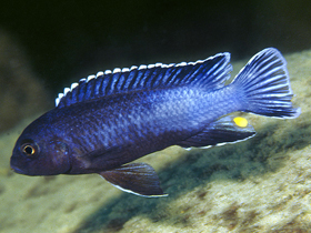 Фото Меланохромис перилеукос