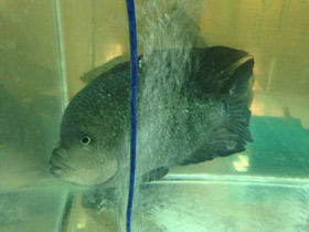 Смотреть фото Гаитянская цихлида Фото Гаитянская цихлида