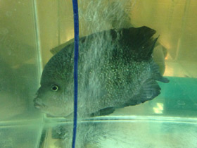 Смотреть фото Гаитянская цихлида Фото Гаитянская цихлида