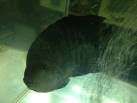 Смотреть фото Гаитянская цихлида Фото Гаитянская цихлида