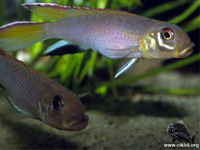 Фото Буросерый нанохромис