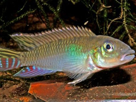 Фото Оливковый нанохромис