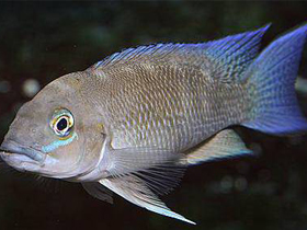 Фото Неолампрологус Кристи