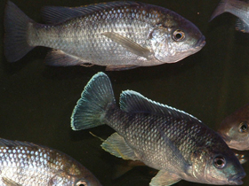 Фото Ореохром Каронга