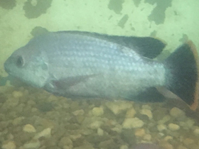 Фото Изменчивый ореохром