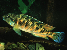 Фото Ортохромис луиченсис