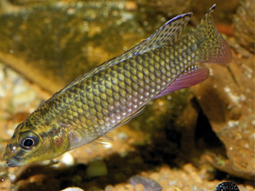 Фото Короткорылый парананохромис