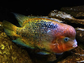 Смотреть фото Радужная цихлазома Фото Радужная цихлазома