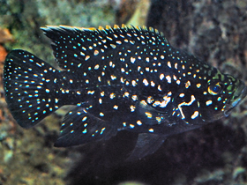 Фото Паратиляпия Поллена