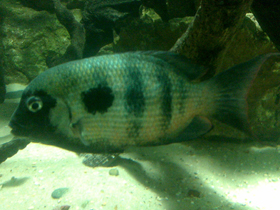 Фото Пегий парэтропл