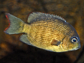 Фото Парэтроплюс менарамбо