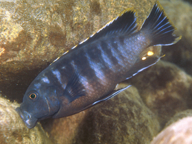 Фото Чернополосая петротиляпия