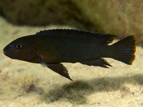 Фото Псевдотрофеус Атер