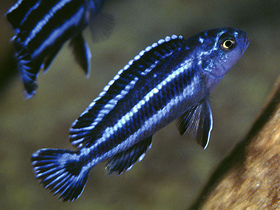 Фото Меланохромис майнгано