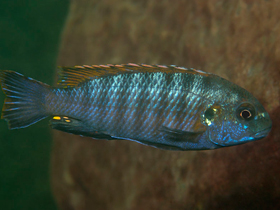 Фото Псевдотрофеус Галанос