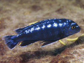 Фото Псевдотрофеус Интерруптус