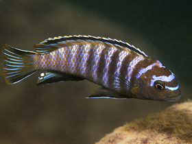 Фото Псевдотрофеус Мбенджи