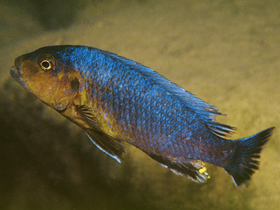 Фото Псевдотрофеус Чисумулу