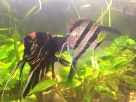 Смотреть фото Скалярия Фото Скалярия