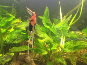 Смотреть фото Скалярия Фото Скалярия