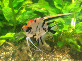 Смотреть фото Скалярия Фото Скалярия