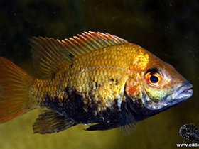 Фото Ptychochromis loisellei