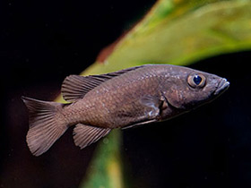 Фото Черная стоматепия