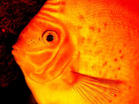 Фото Коричневый дискус