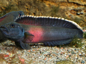 Фото Черная телеограмма Бришара