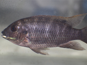 Фото Тиляпия бемини