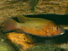 Фото Тиляпия бутобайтес