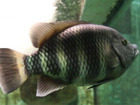 Фото Тиляпия Чегс