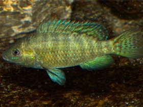 Фото Tilapia guinasana