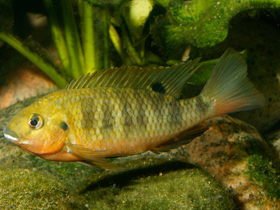 Фото Тиляпия гуттироза