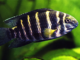 Фото Тиляпия Джока