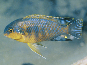 Фото Tropheops gracilior