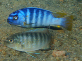 Фото Псевдотрофеус микростома