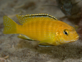 Фото Tropheops romandi