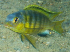 Фото Изменчивый псевдотрофеус